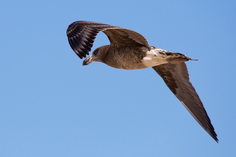 Pacific Gull (Larus pacificus)